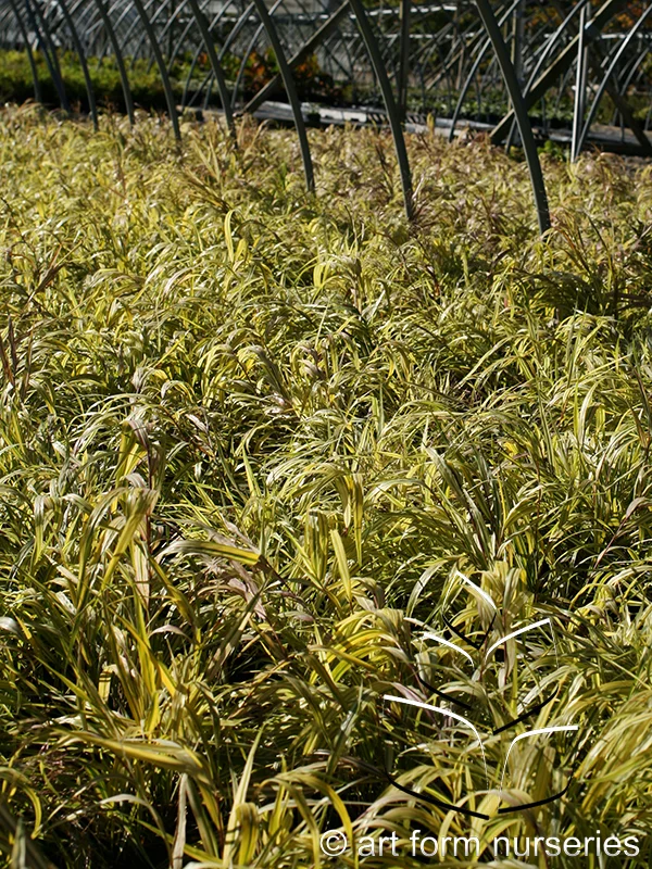 Hakonechloa macra 'Aureola'