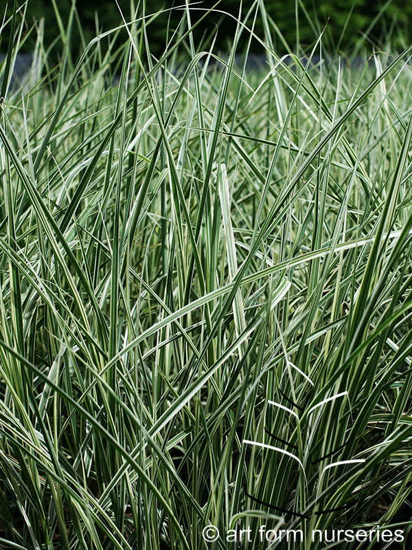 Miscanthus sinensis 'Dixieland'