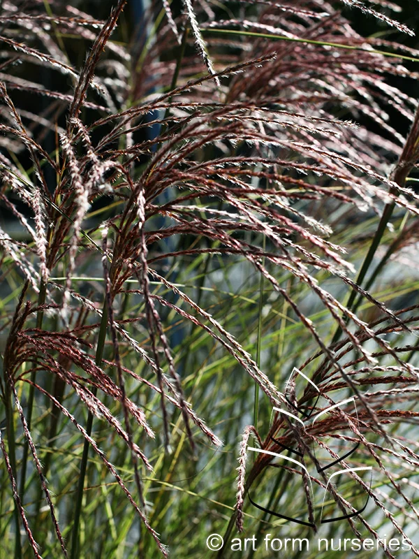 Miscanthus sinensis 'Morning Light'