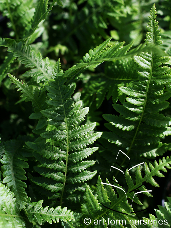 Thelypteris decursive-pinnata