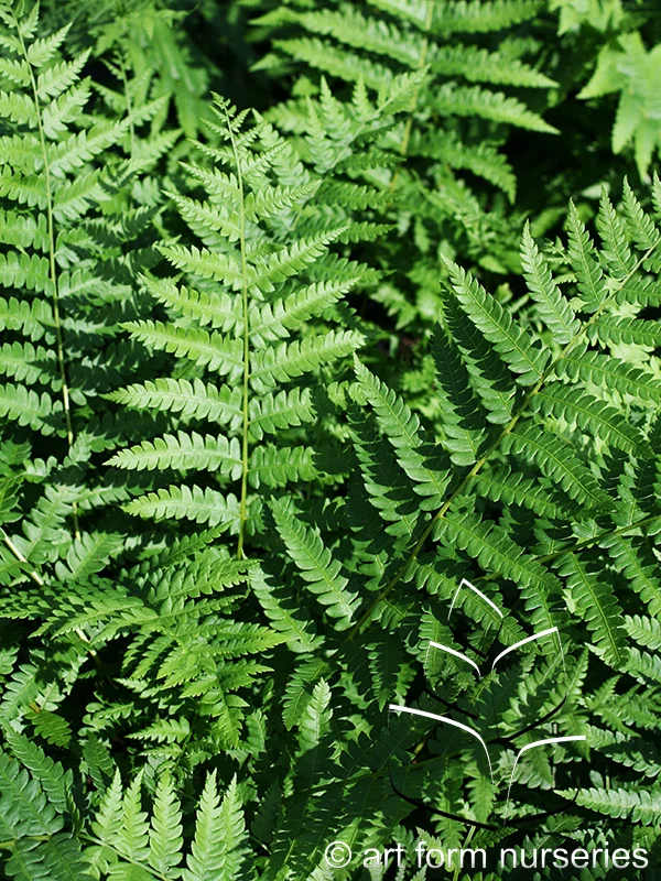 Osmunda cinnamomea