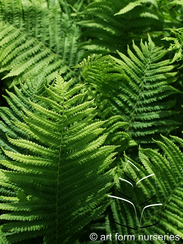 Matteuccia pensylvanica
