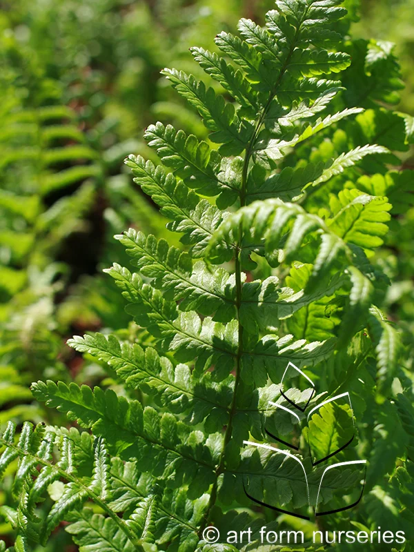 Dryopteris filix-mas