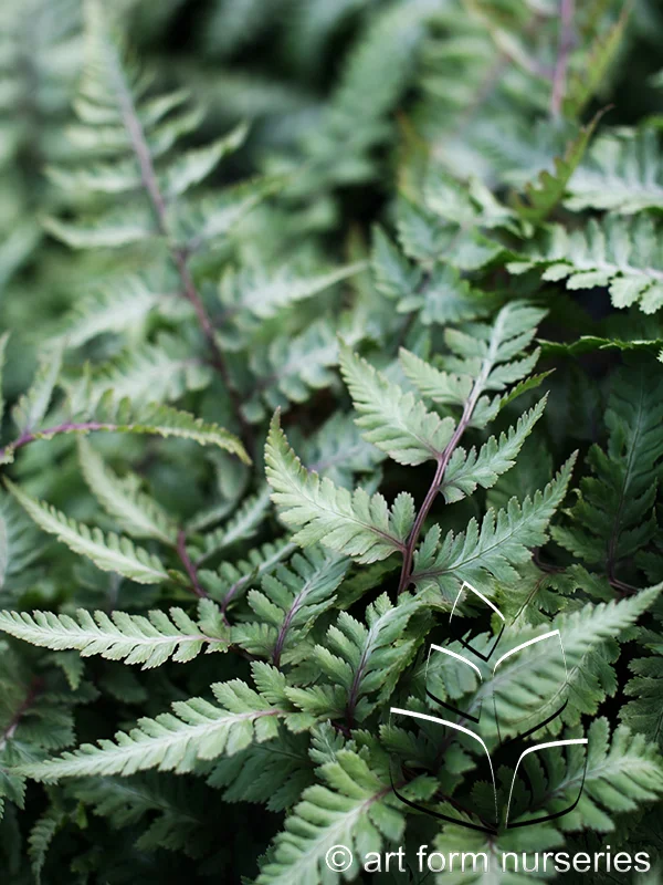 Athyrium niponicum 'Pictum'