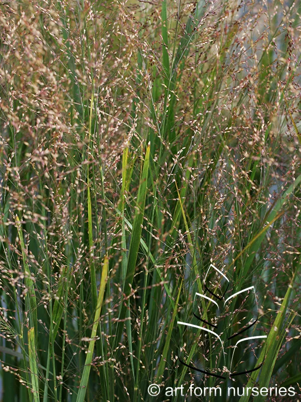 Panicum virgatum 'Northwind'