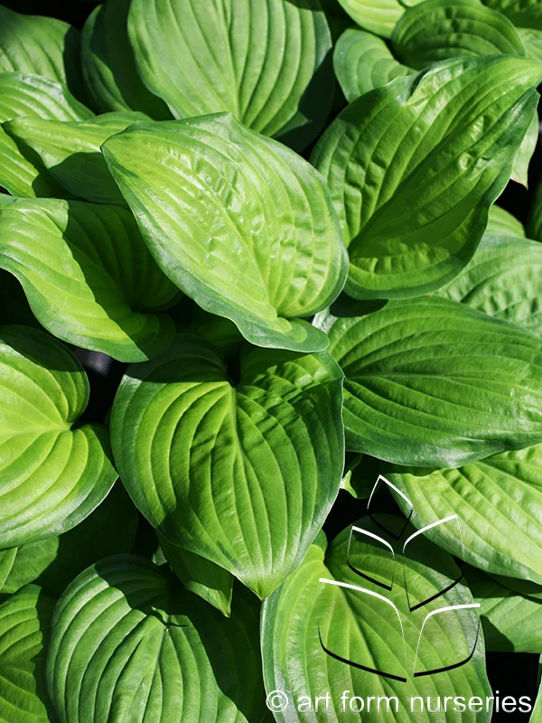 Hosta 'Guacamole'