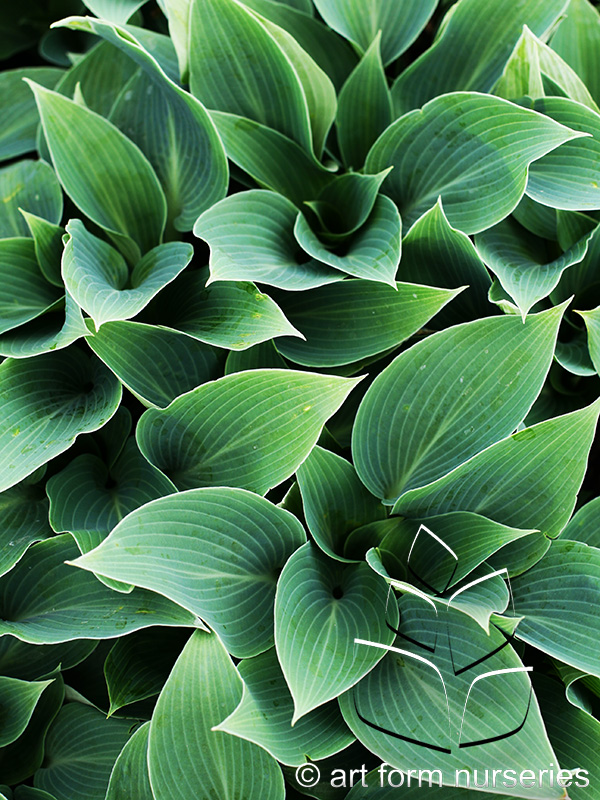 Hosta tardiana 'Halcyon'