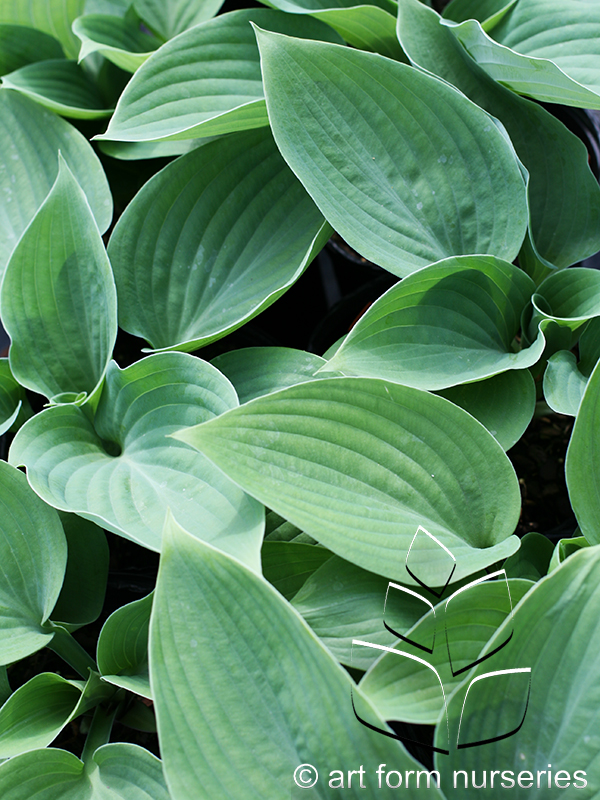 Hosta 'Humpback Whale'