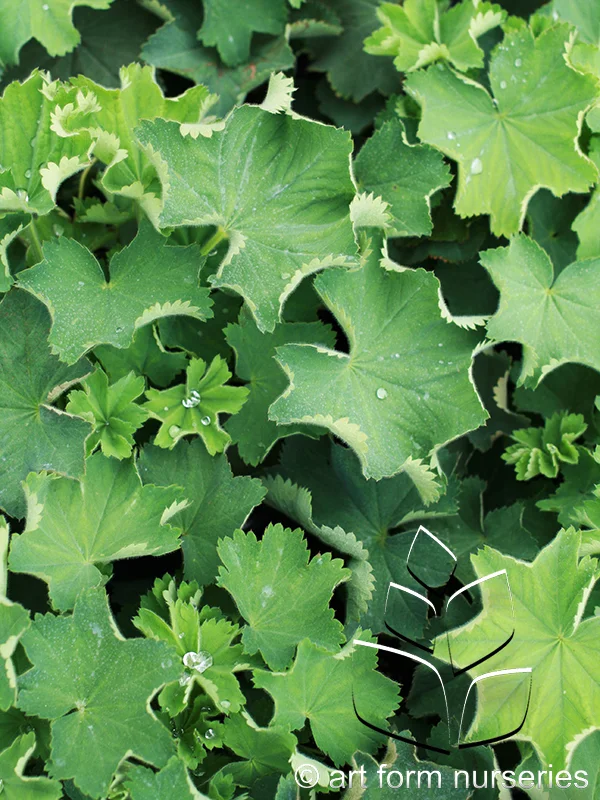 Alchemilla mollis 'Thriller'