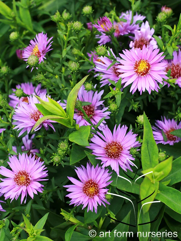 Aster novi-belgii hybrid 'Wood's Purple'