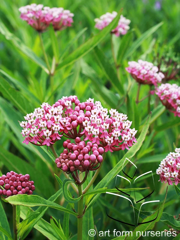 Asclepias incarnata 'Cinderella'