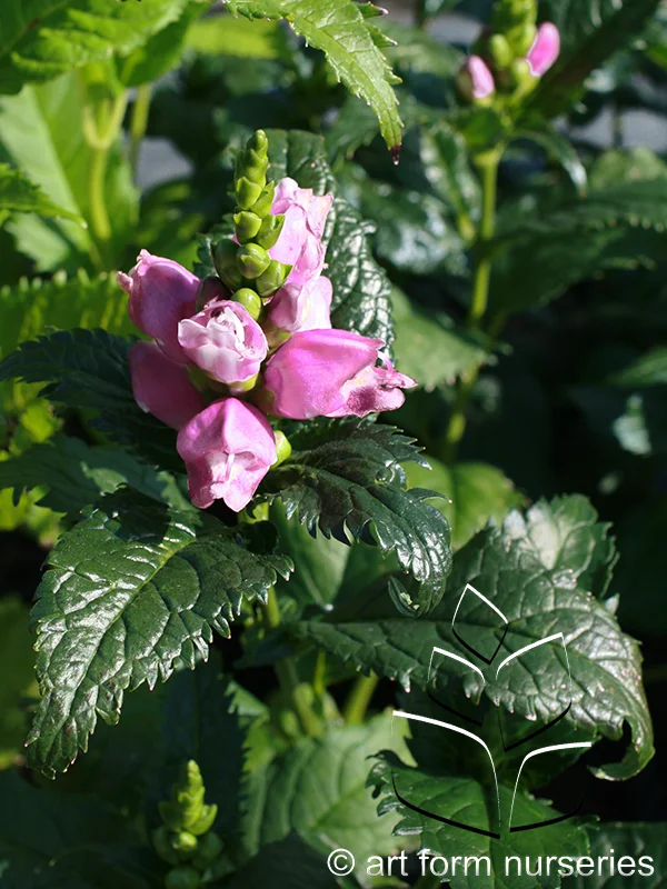 Chelone lyonii 'Hot Lips'