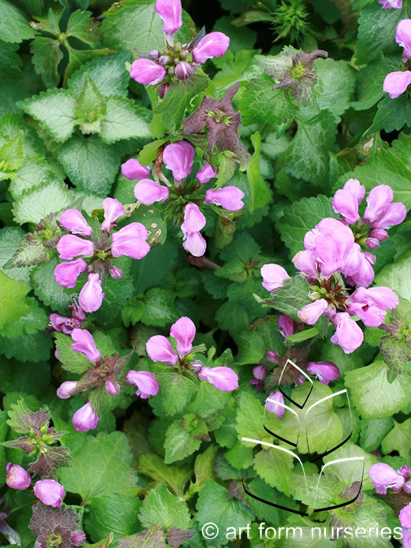 Lamium maculatum 'Purple Dragon'