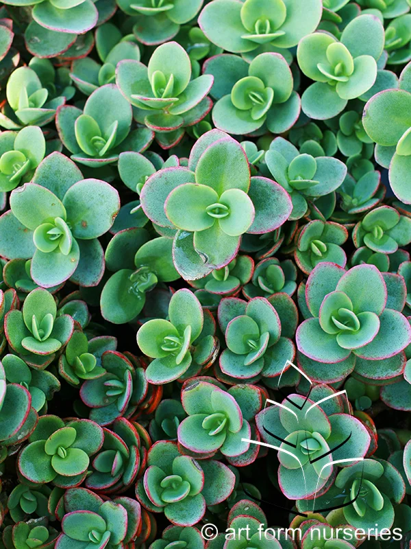 Sedum 'SunSparkler Lime Zinger'
