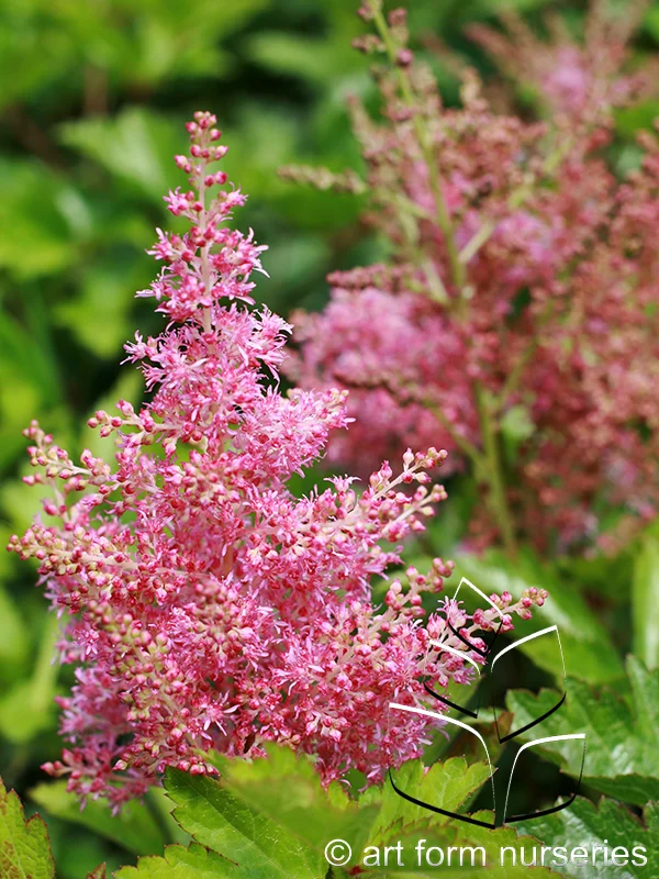 Astilbe japonica 'Rheinland'