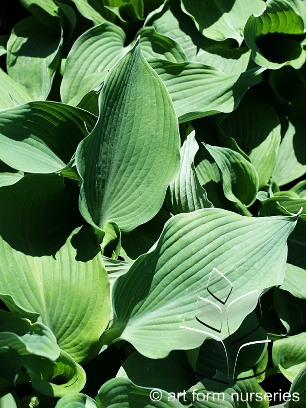 Hosta sieboldiana 'Blue Angel'