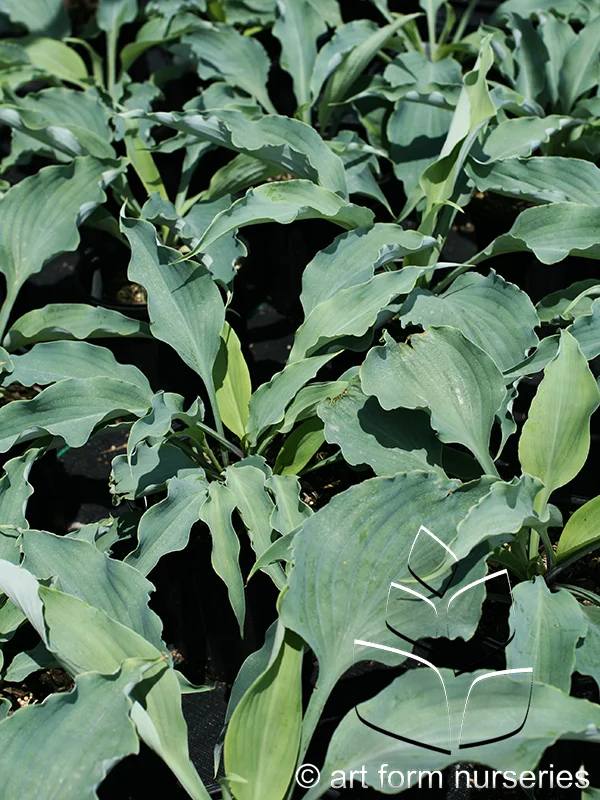 Hosta 'Neptune'