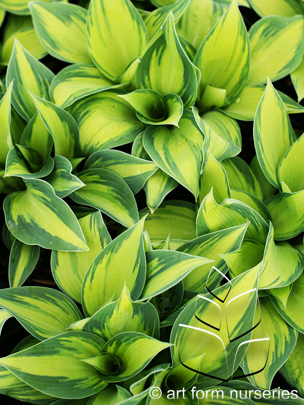 Hosta tardiana 'June'