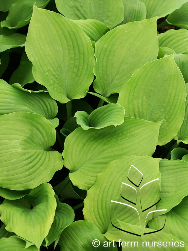 Hosta 'Sum And Substance'