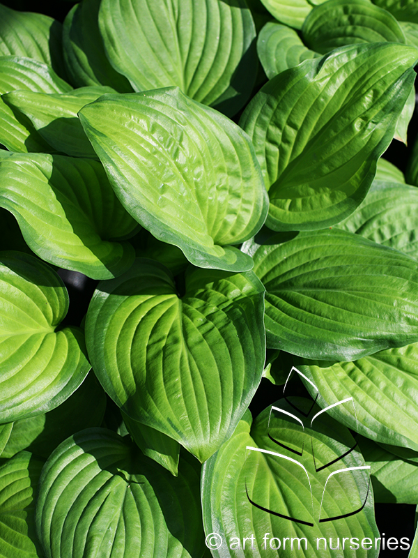 Hosta 'Guacamole'