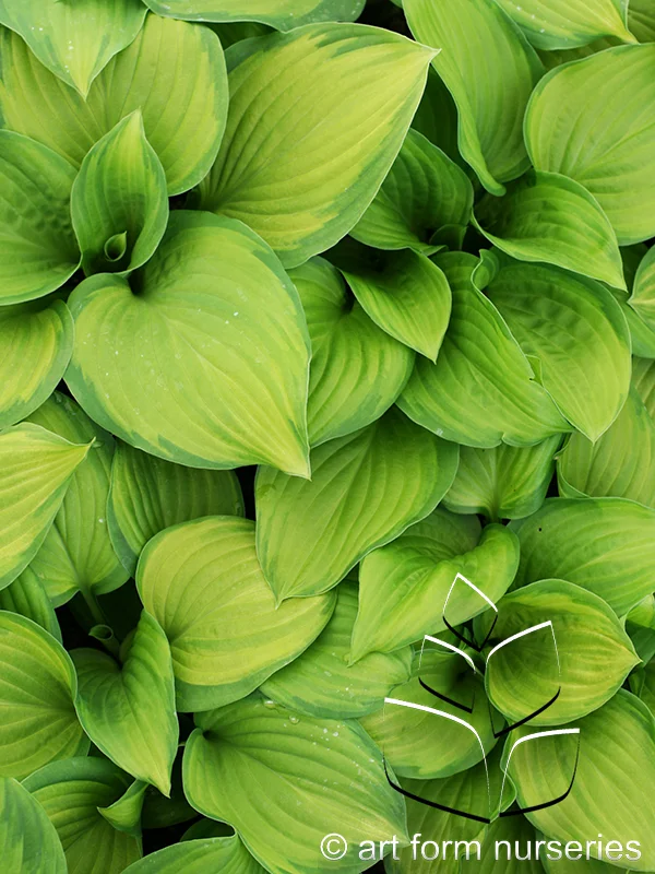 Hosta 'Stained Glass'
