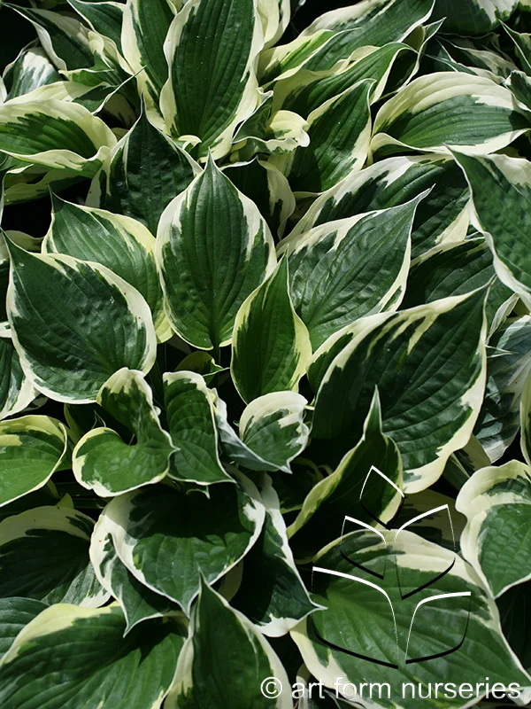 Hosta 'Patriot'