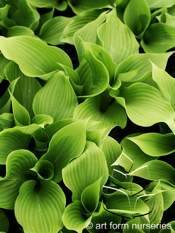 Hosta 'Eliator'