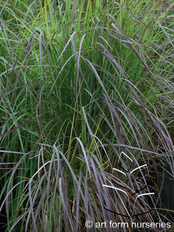 Schizachyrium scoparium 'Twilight Zone'