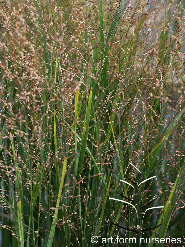 Panicum virgatum 'Northwind'