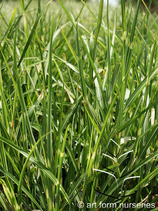 Miscanthus sinensis 'Strictus'