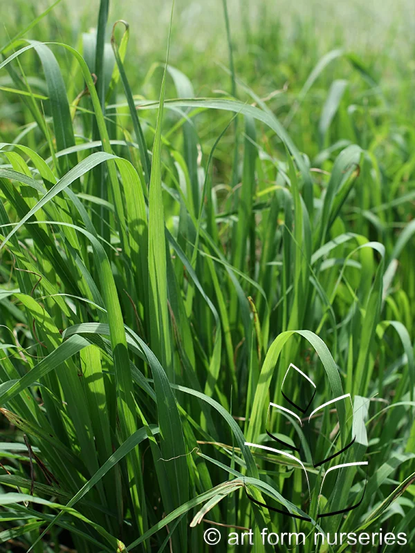 Miscanthus 'Purpurascens'