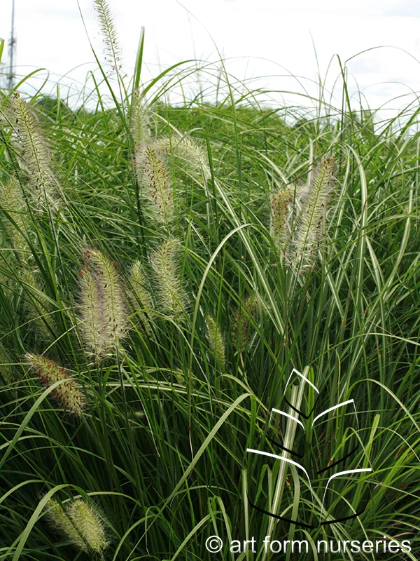 Miscanthus sinensis 'Adagio'