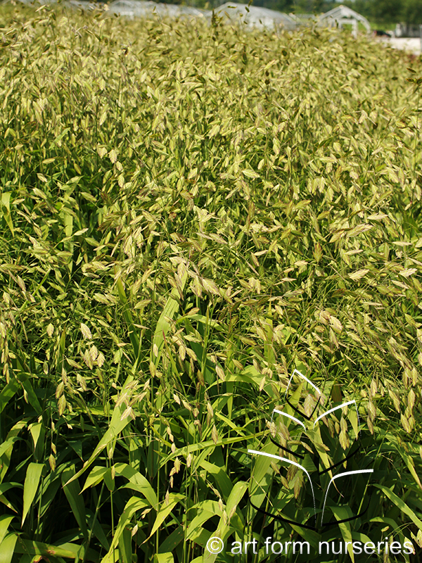 Chasmanthium latifolium