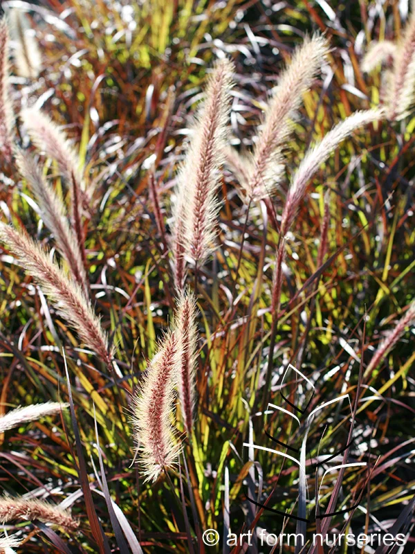 Pennisetum setaceum 'Rubrum'