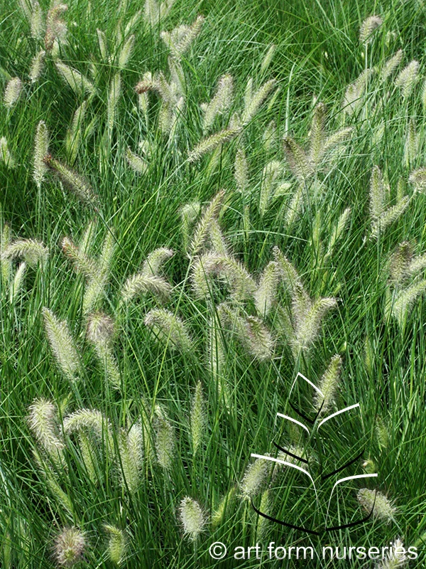 Pennisetum alopecuroides 'Piglet'