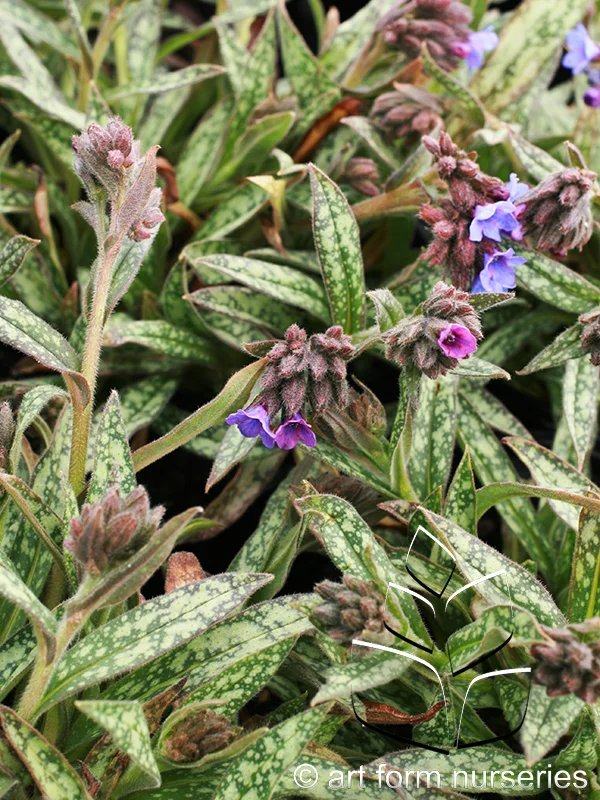 Pulmonaria longifolia ssp. cevennensis