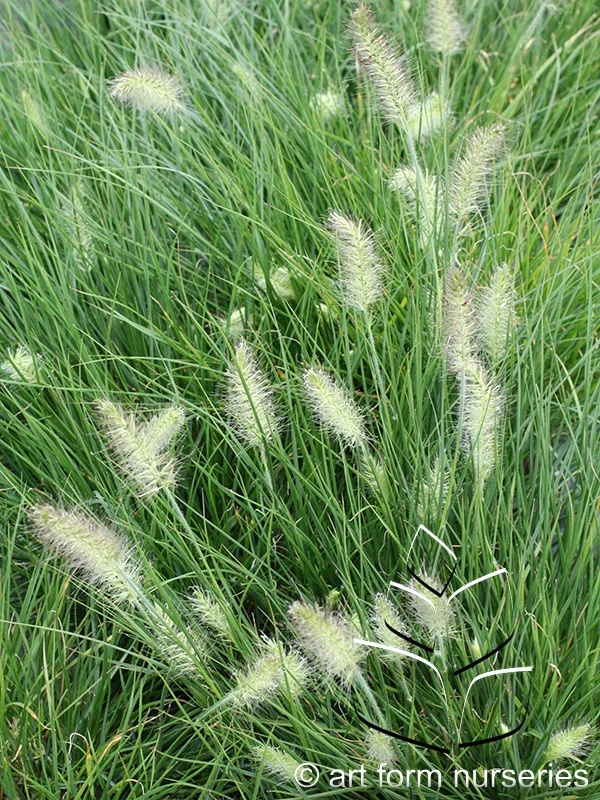 Pennisetum alopecuroides 'Little Bunny'