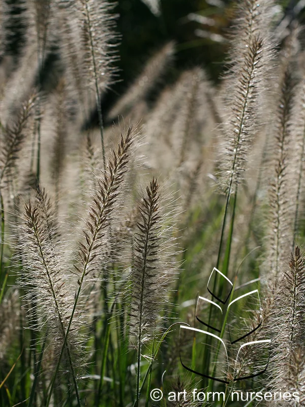 Pennisetum alopecuroides 'Hameln'