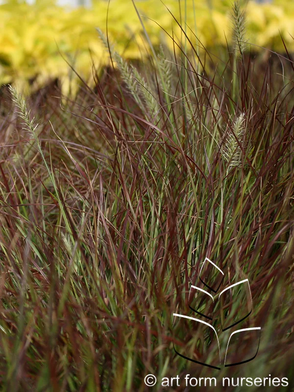 Pennisetum alopecuroides 'Burgundy Bunny'