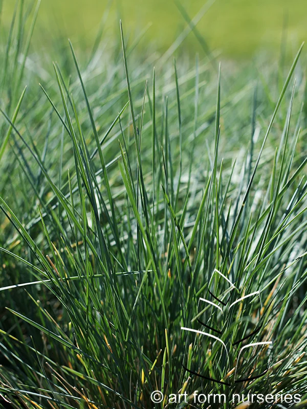 Helictotrichon sempervirens