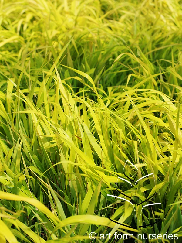 Hakonechloa macra 'All Gold'
