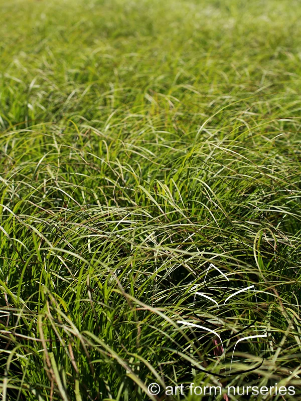 Carex pensylvanica