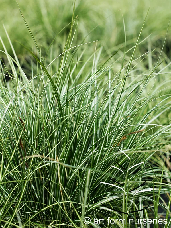 Carex oshimensis 'Evergold'
