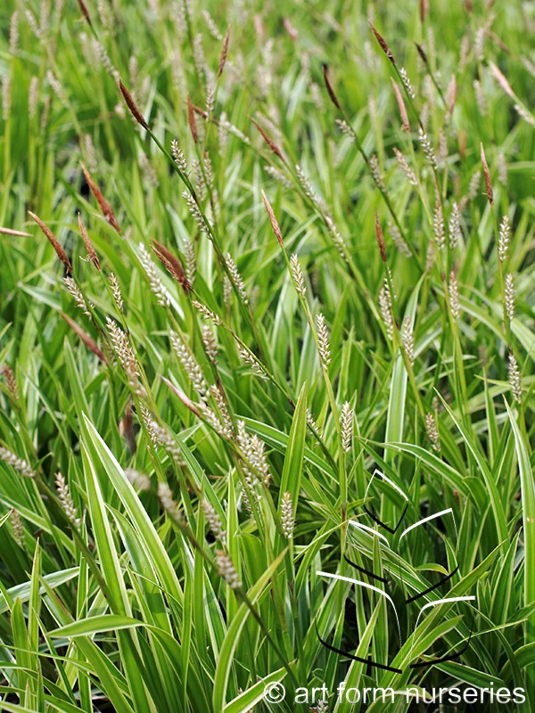 Carex morrowii 'Ice Dance'