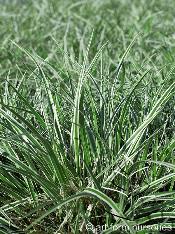 Carex morrowii 'Gold Band'