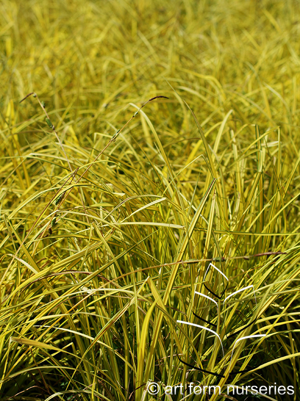 Carex elata 'Bowles Golden'