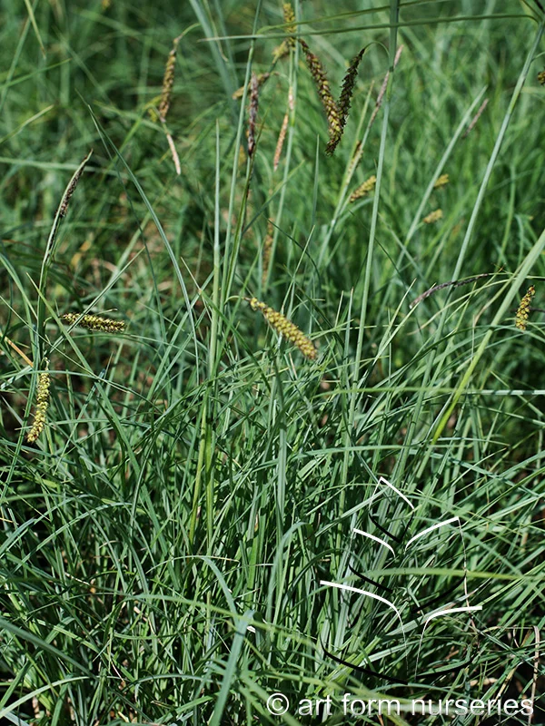 Carex 'Blue Zinger'