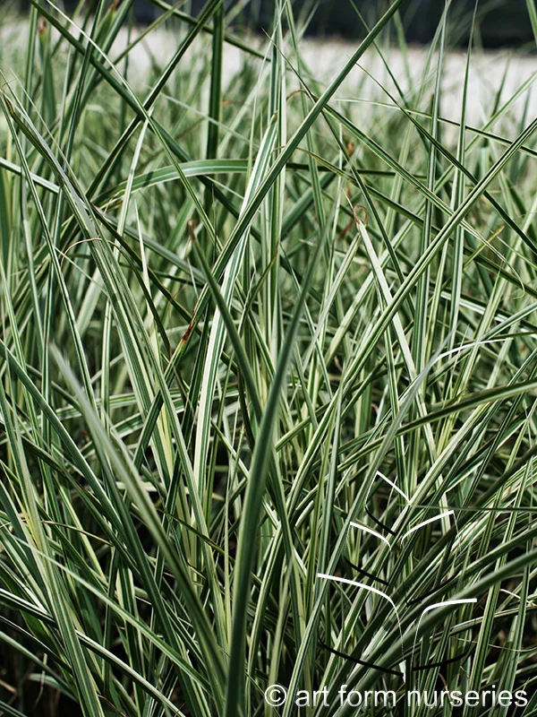 Miscanthus sinensis 'Variegatus'
