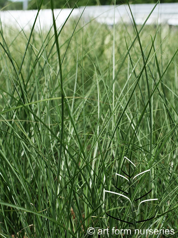 Miscanthus sinensis 'Gracillimus'