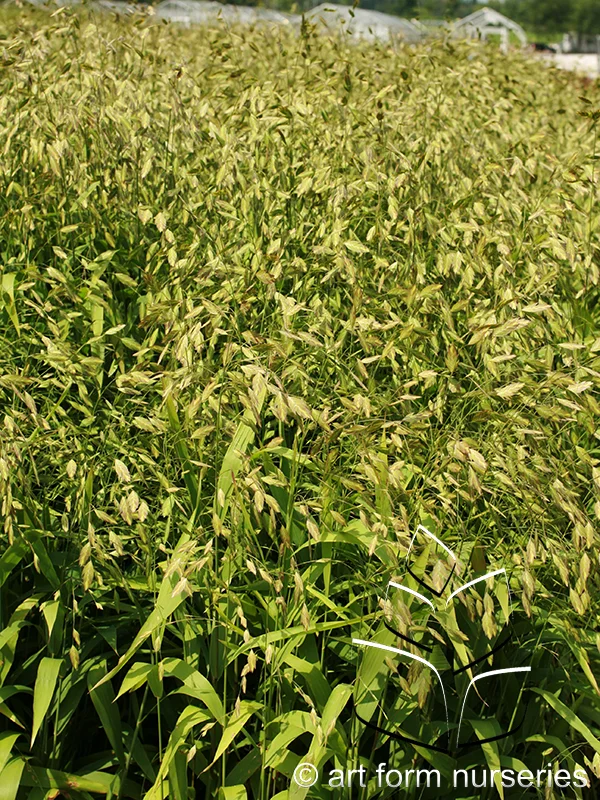 Chasmanthium latifolium